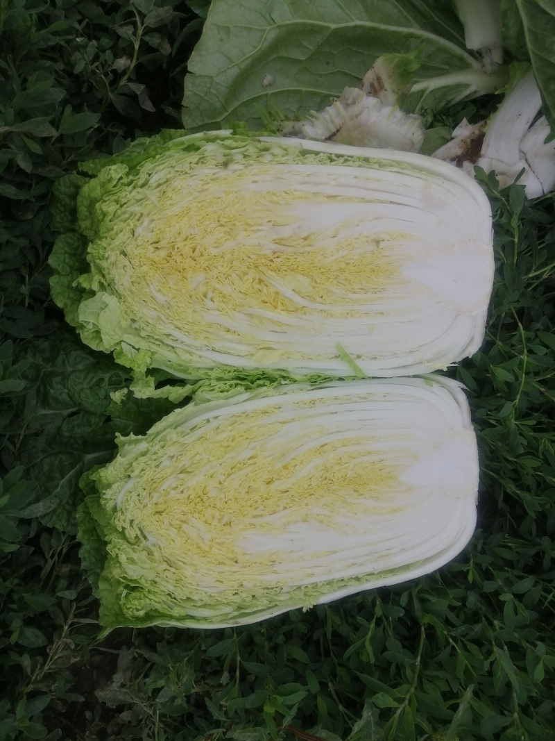 精品大白菜