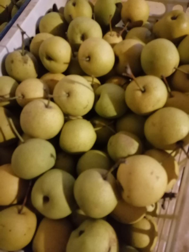 香水梨