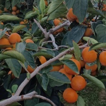 火葫蒌柿子即将大量上市