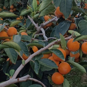 火葫蒌柿子即将大量上市