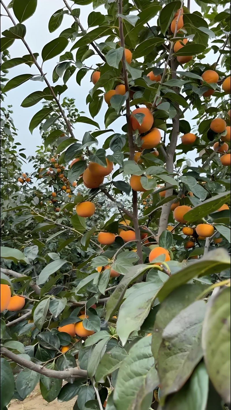 巧克力阳丰脆甜柿子，口感甜脆，一件代发，可供应电商超市。