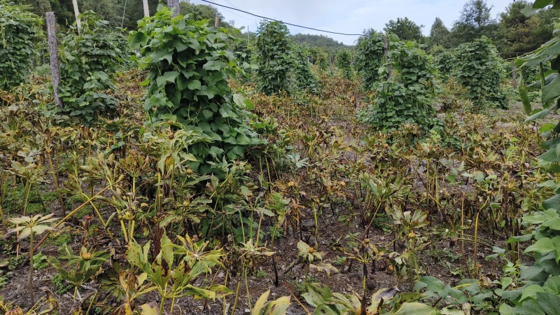 出售矮杆滇重楼鲜货3吨