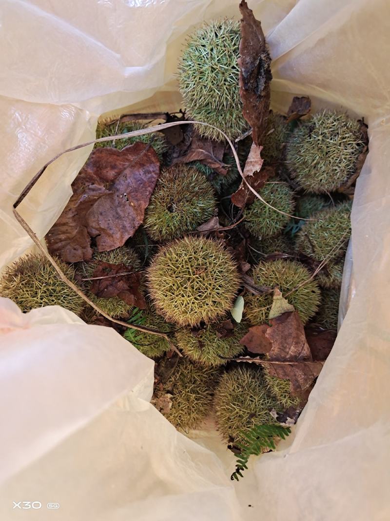 自家种的产品板栗没有施过肥，对人体没有任伤害