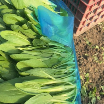 精品鸡毛菜