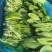 精品鸡毛菜