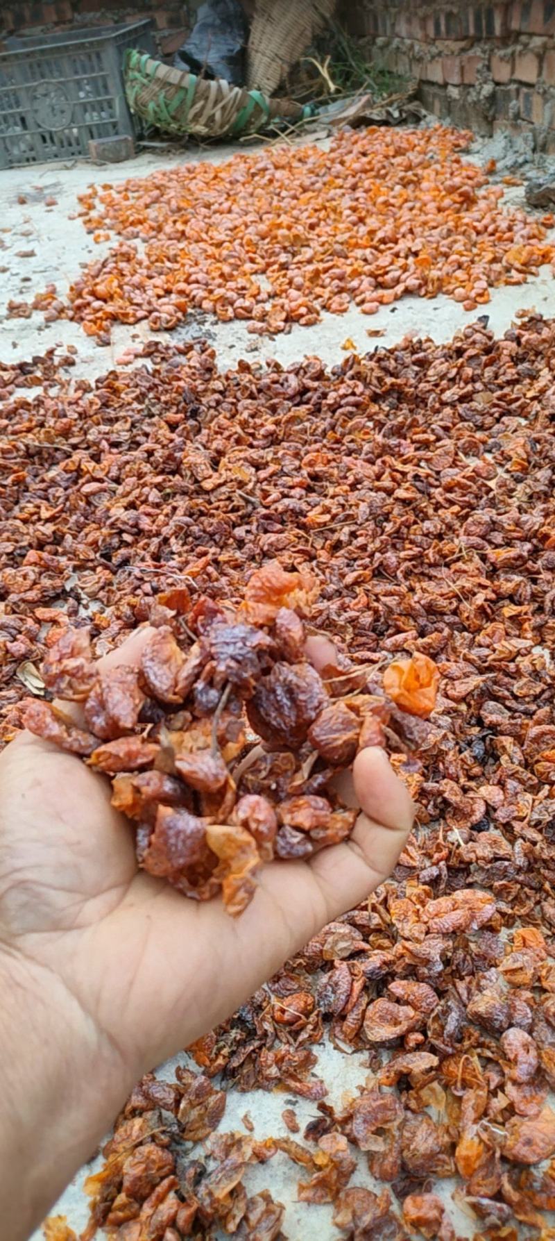 白果，白果仁肉