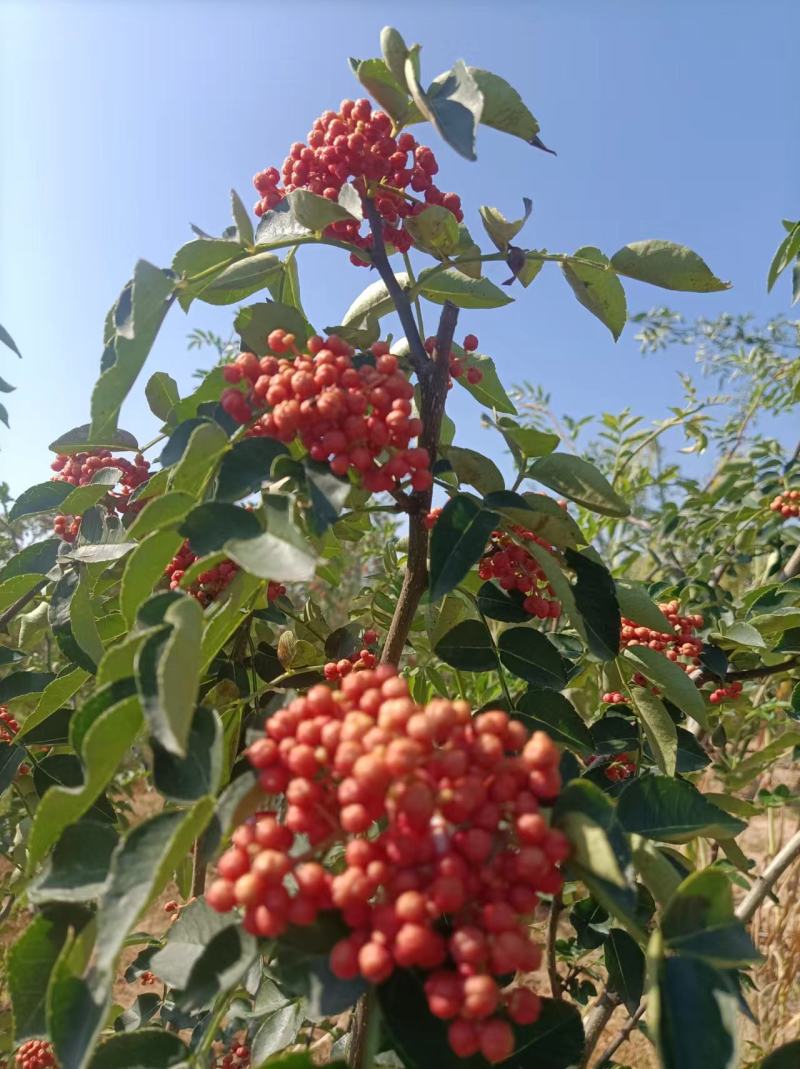 黄盖，红盖花椒原生苗，嫁接苗都有货，要的一亩田和我联系