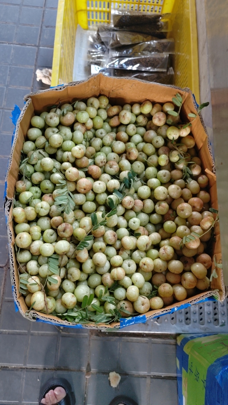 油甘果