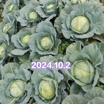 扁包菜，甘蓝，莲花白