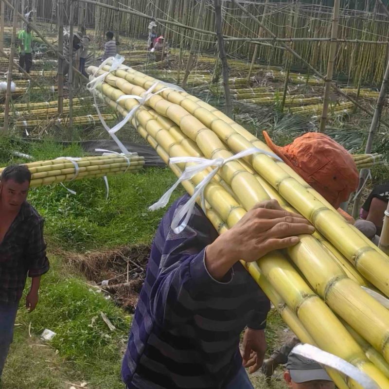 甘蔗云南黄皮甘蔗产地直发对接批发市场电商商超