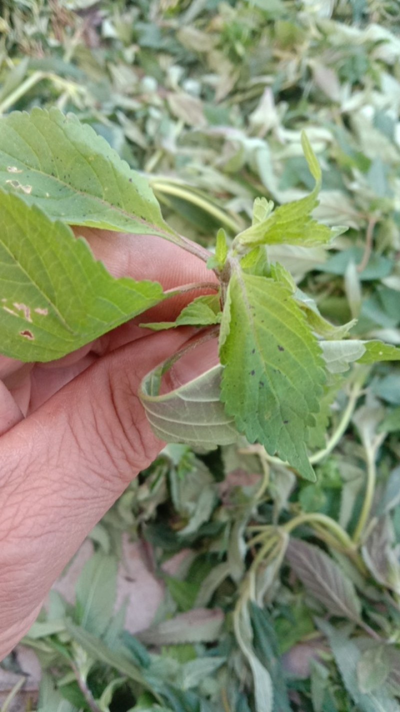 香薷！香薷药材！香薷叶子！