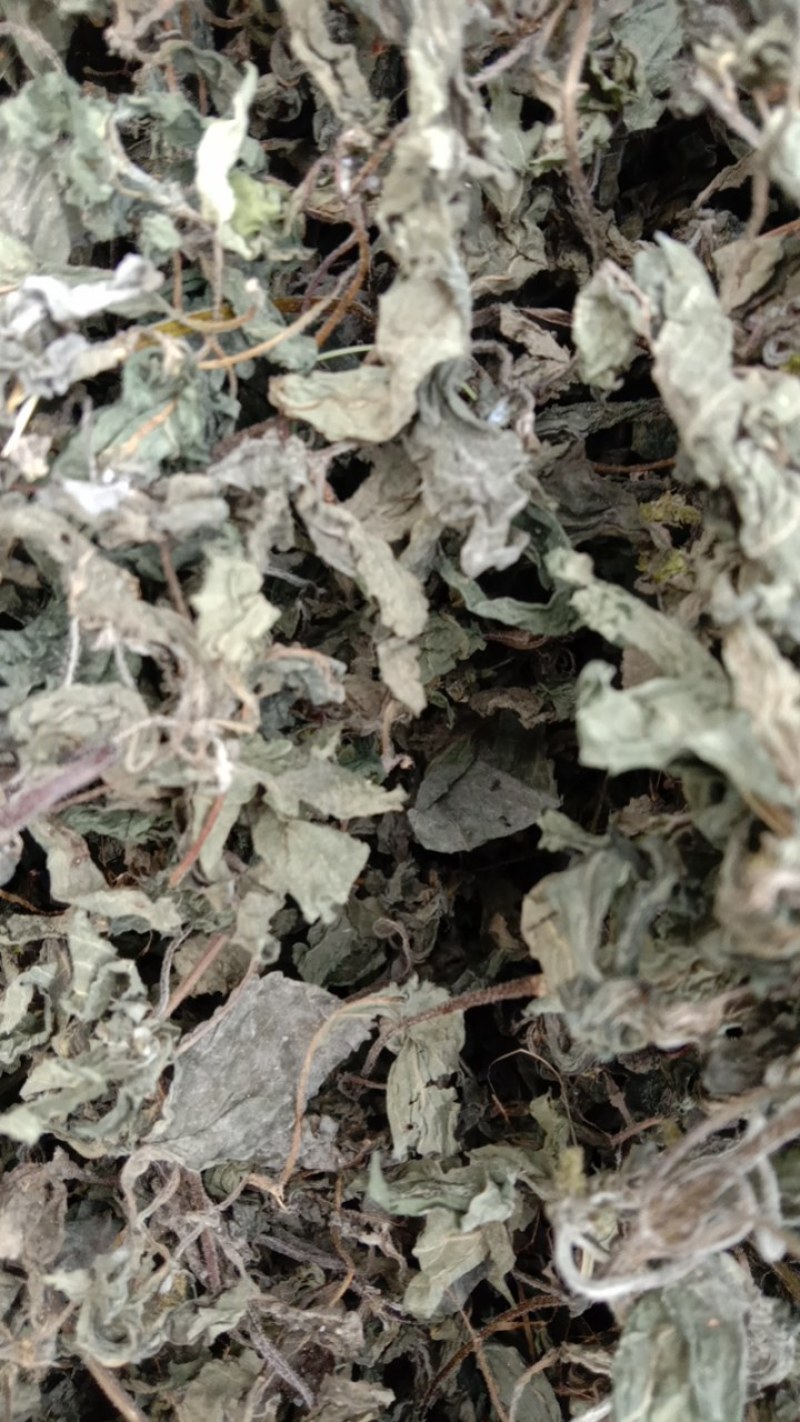 香薷！香薷药材！香薷叶子！