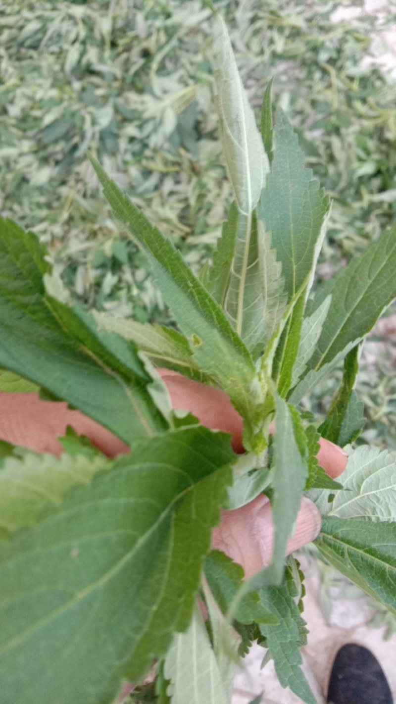 香薷！香薷药材！香薷叶子！