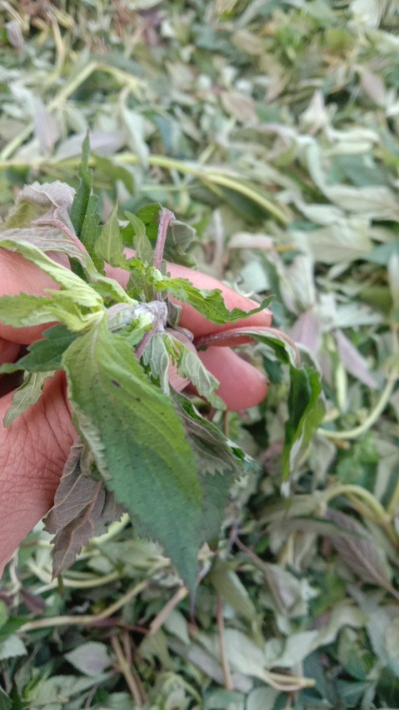 香薷！香薷药材！香薷叶子！