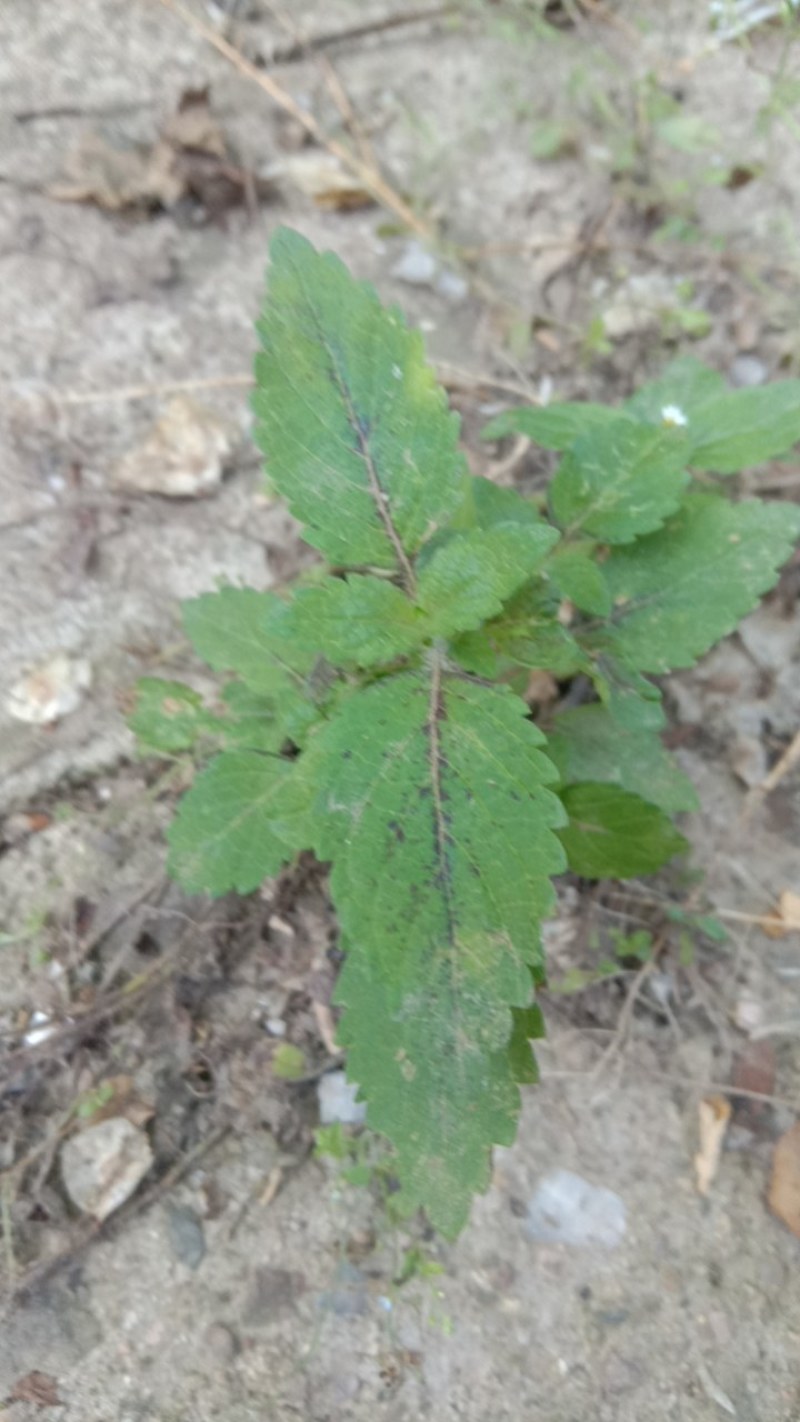 香薷！香薷药材！香薷叶子！