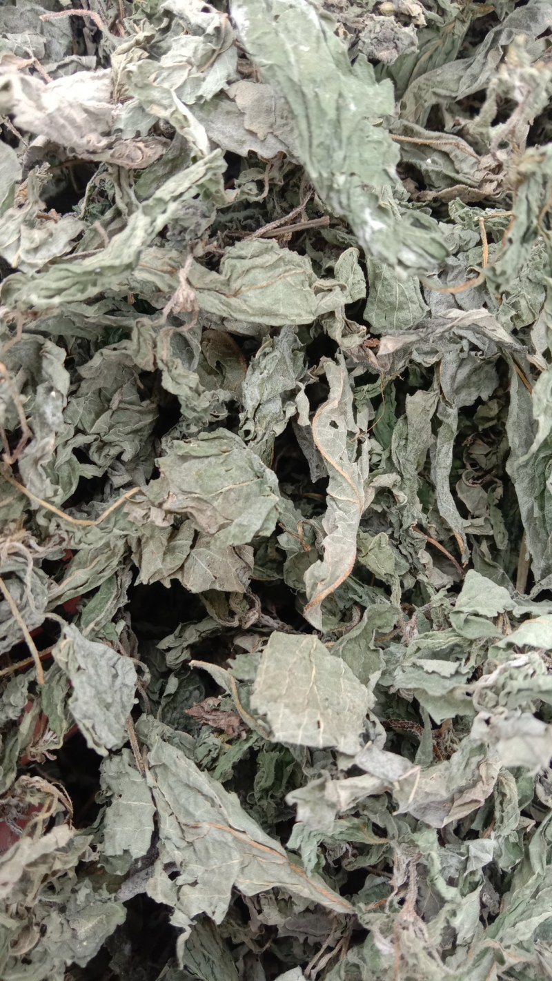 香薷！香薷药材！香薷叶子！