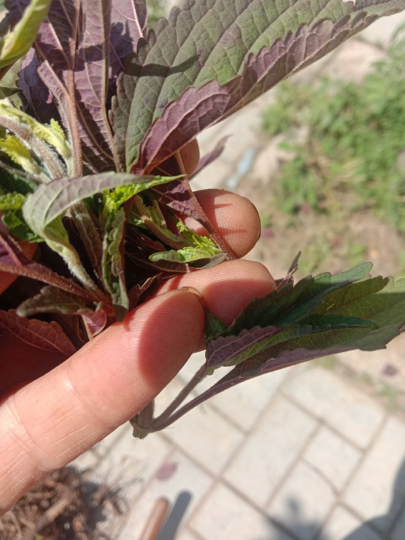 香薷！香薷药材！香薷叶子！
