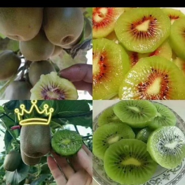 本人种植红心猕猴桃10亩地的