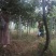 本人种植红心猕猴桃10亩地的