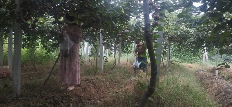 本人种植红心猕猴桃10亩地的