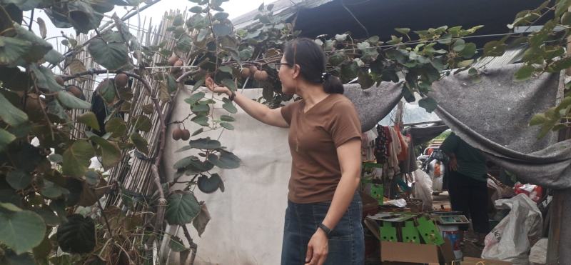 本人种植红心猕猴桃10亩地的