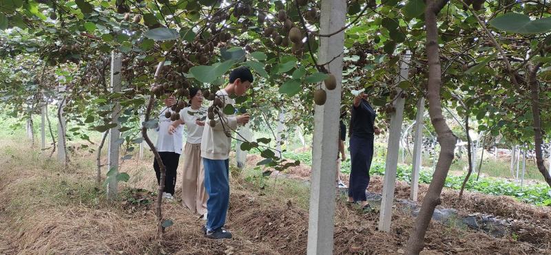 本人种植红心猕猴桃10亩地的