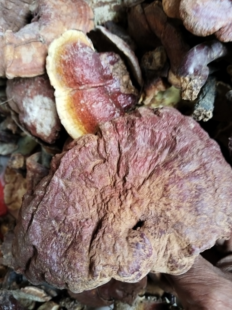 云南深山，野生灵芝，货量有限，需要赶快，卖完下架