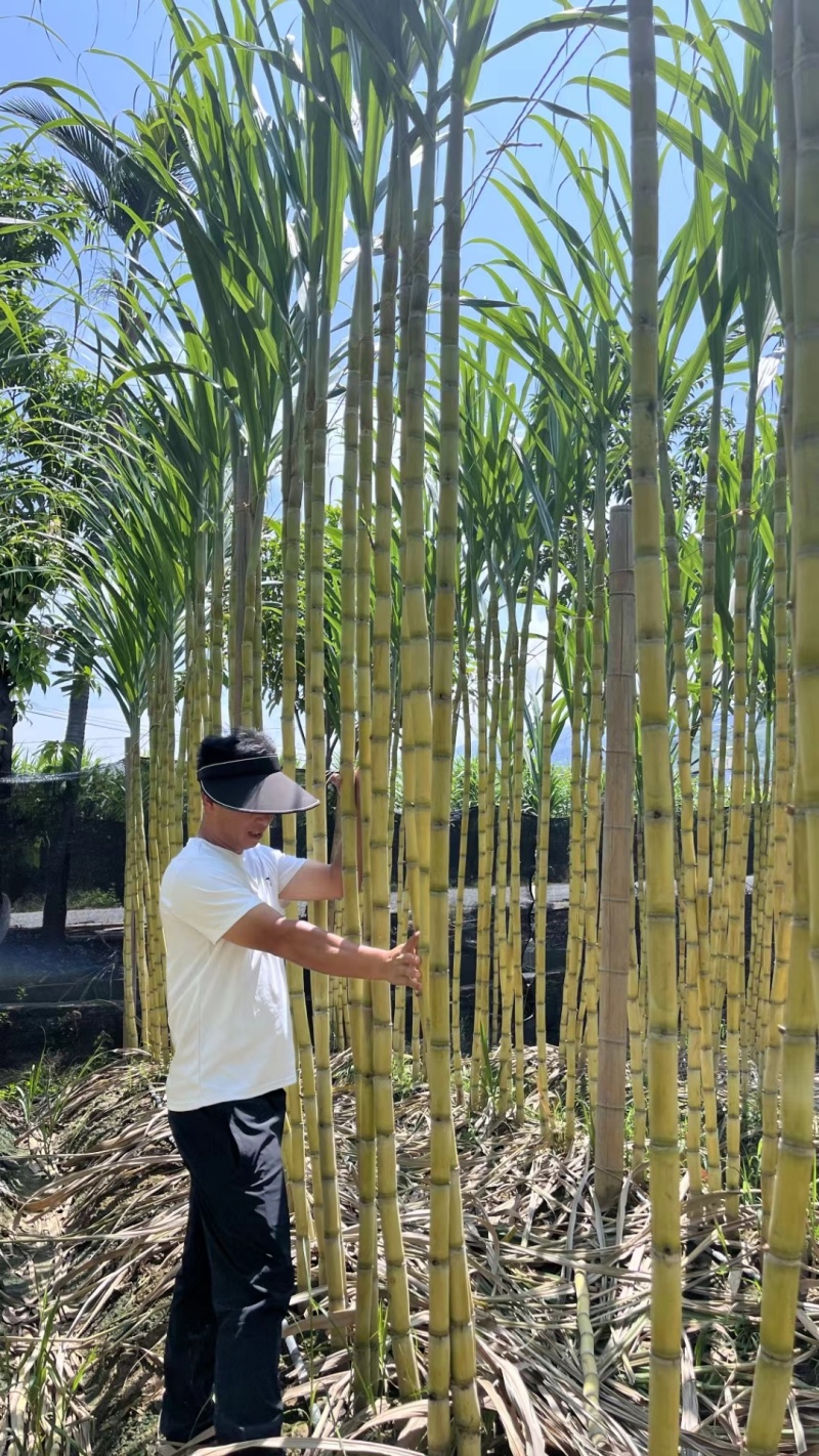 甘蔗，黄皮甘蔗