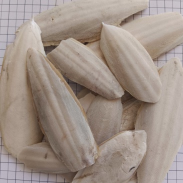 海螵蛸，实拍，有现货，价格美丽，24小时内发货