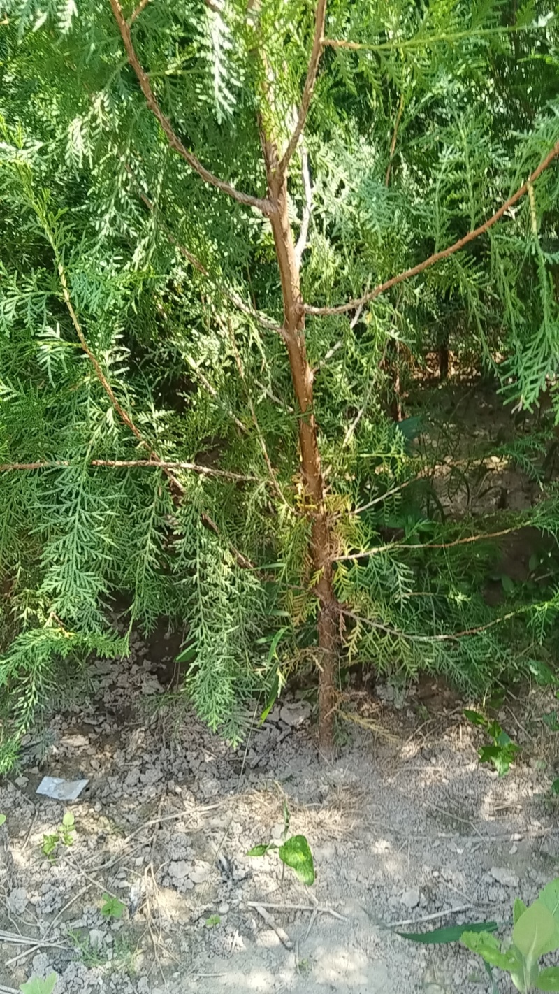 荒山造林侧柏.容器杯1米2侧柏