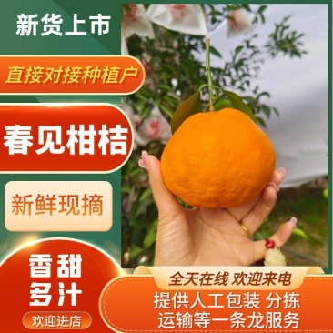 耙耙柑商品果，皮薄多汁，纯甜无酸