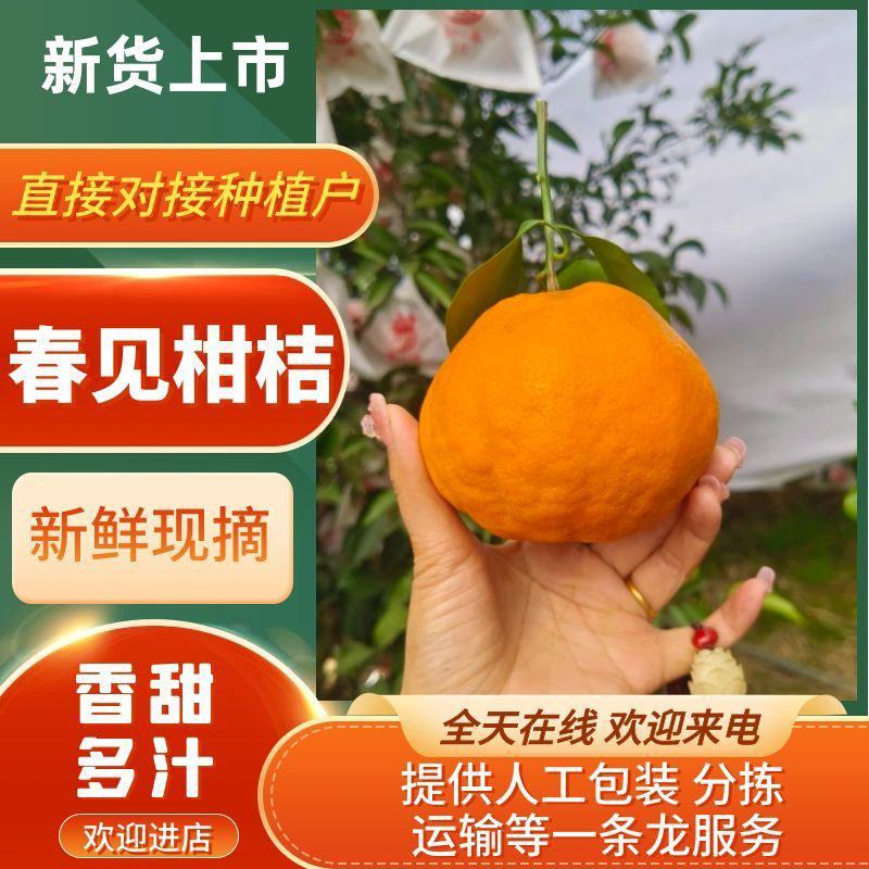 耙耙柑商品果，皮薄多汁，纯甜无酸