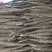 河南双棒山药货源充足/产地直供/对接超市电商/保质保量