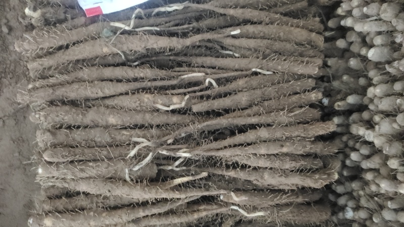 河南双棒山药货源充足/产地直供/对接超市电商/保质保量