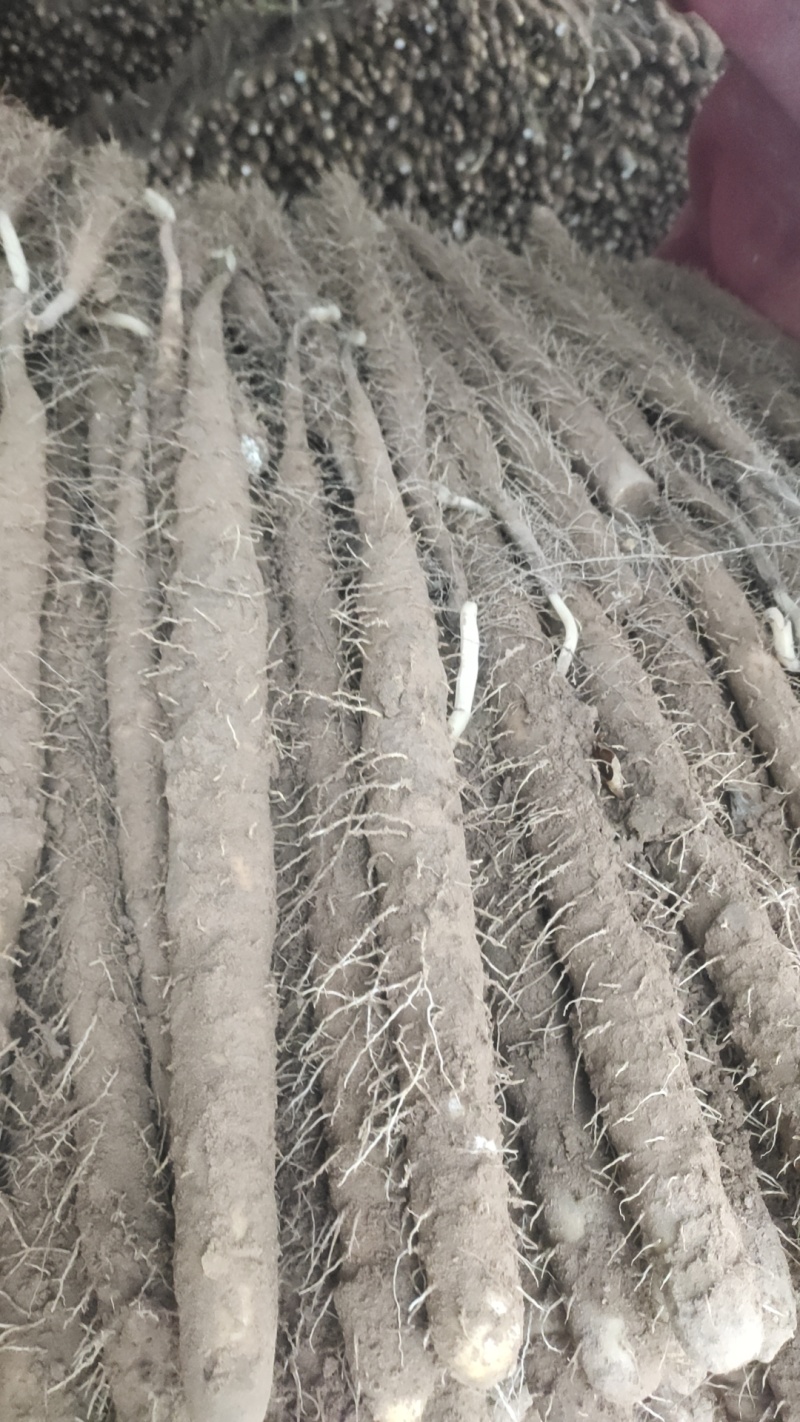 河南双棒山药货源充足/产地直供/对接超市电商/保质保量