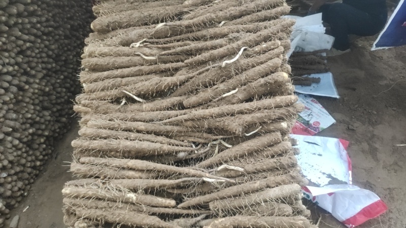 河南双棒山药货源充足/产地直供/对接超市电商/保质保量