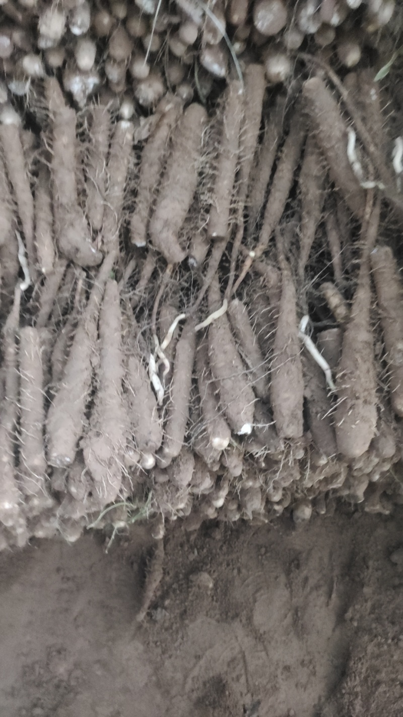 河南双棒山药货源充足/产地直供/对接超市电商/保质保量