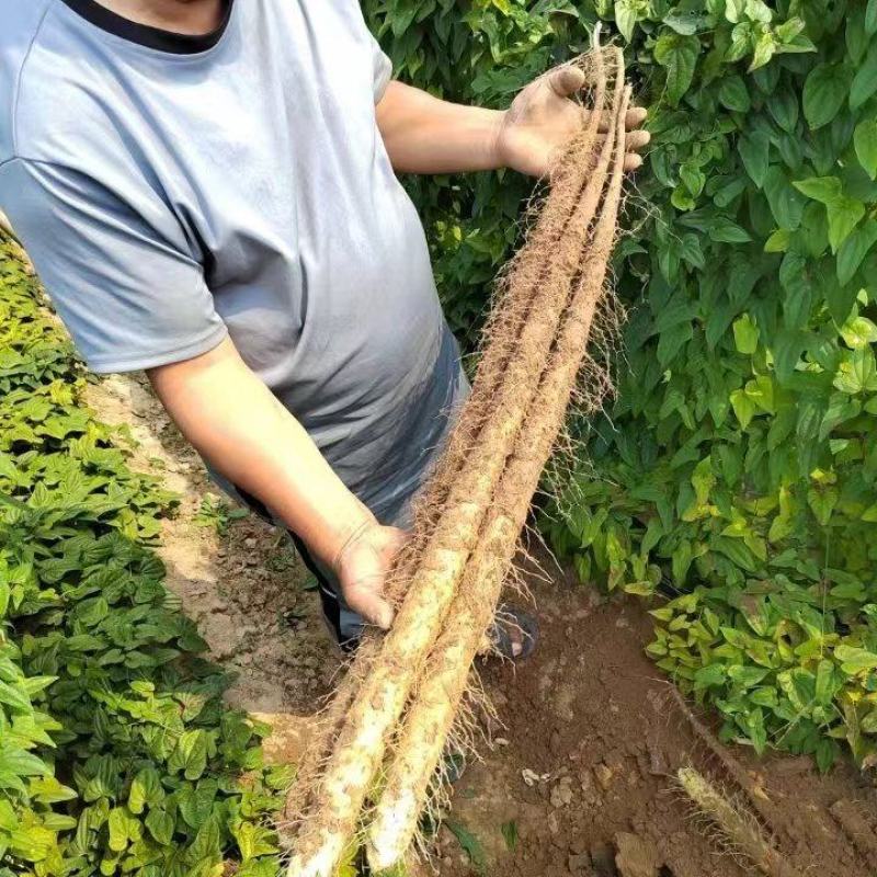 河南双棒山药货源充足/产地直供/对接超市电商/保质保量