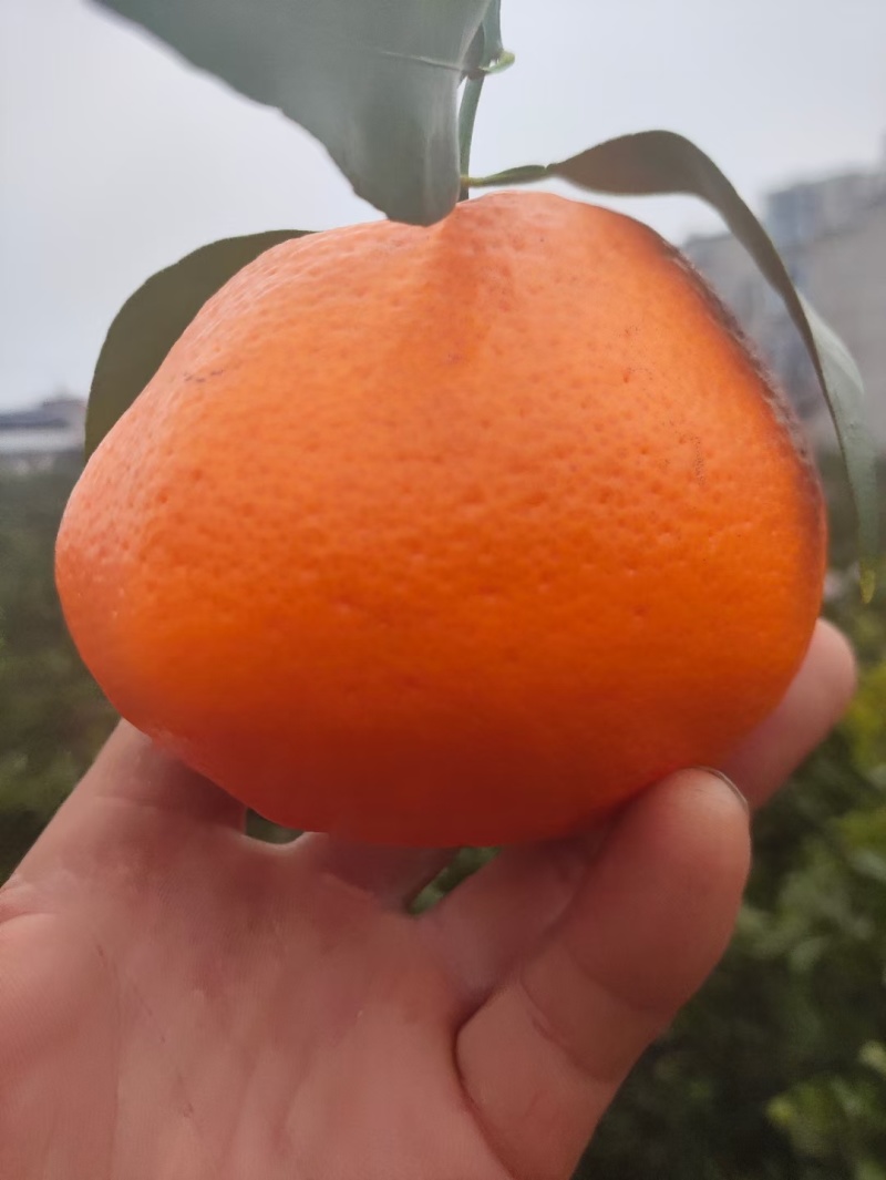 耙耙柑商品果，皮薄多汁，纯甜无酸