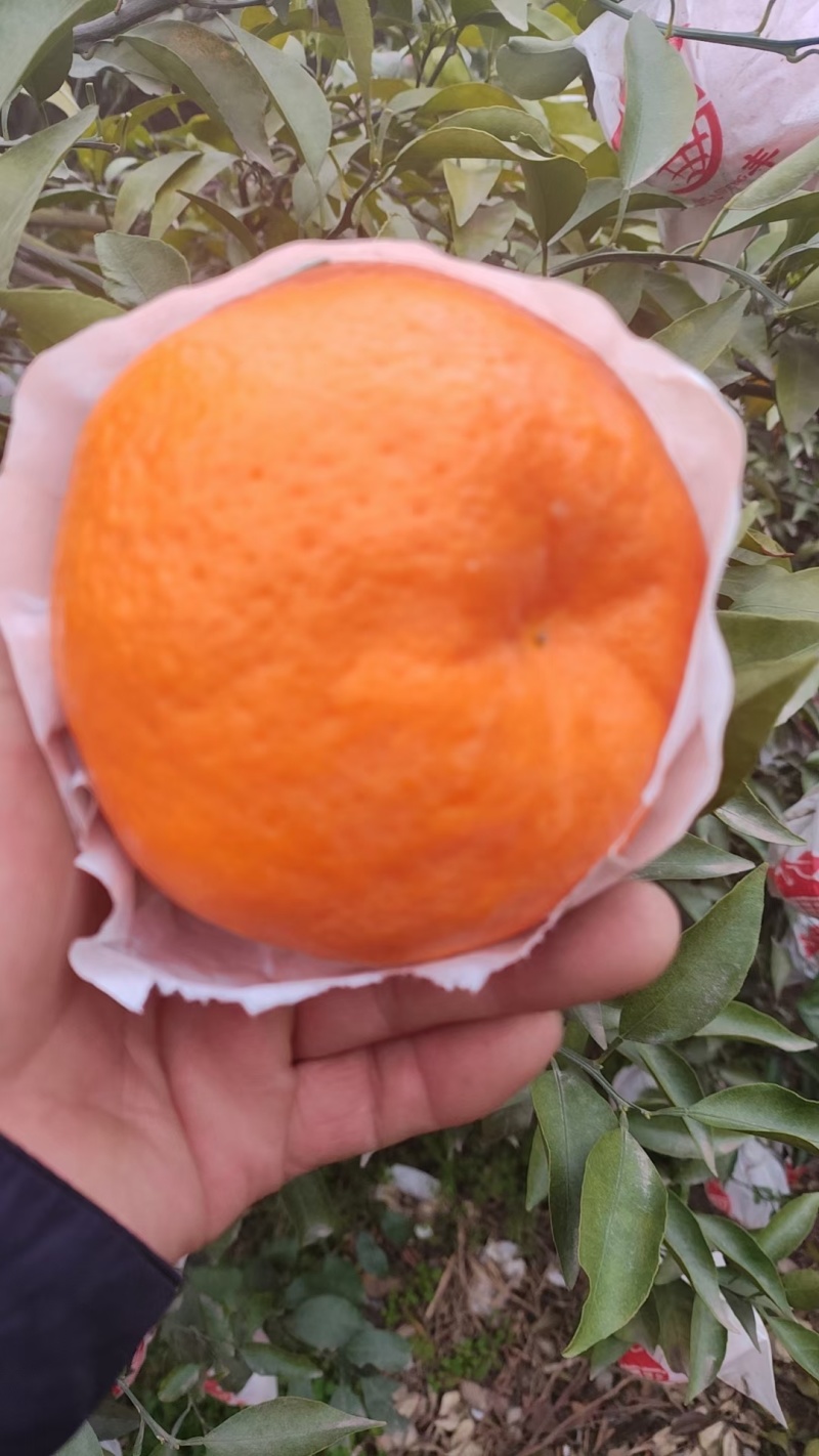 耙耙柑商品果，皮薄多汁，纯甜无酸