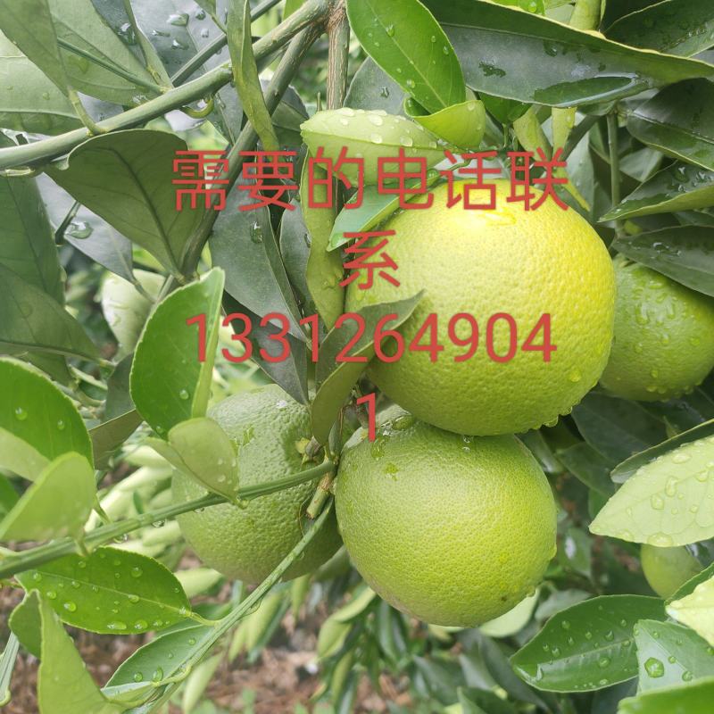 冰糖橙