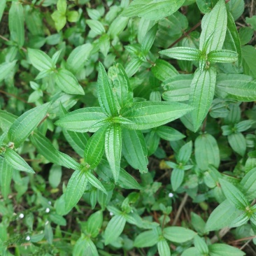 糯米草，糯米藤，雾水葛，糯米团鲜草，根