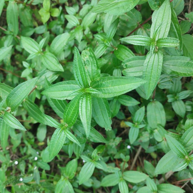 糯米草，糯米藤，雾水葛，糯米团鲜草，根