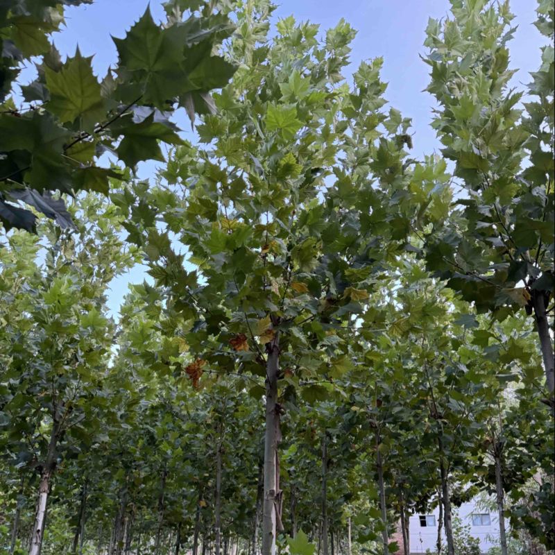 6-30公分法桐量大苗圃直发量大从优悬铃木规格齐全