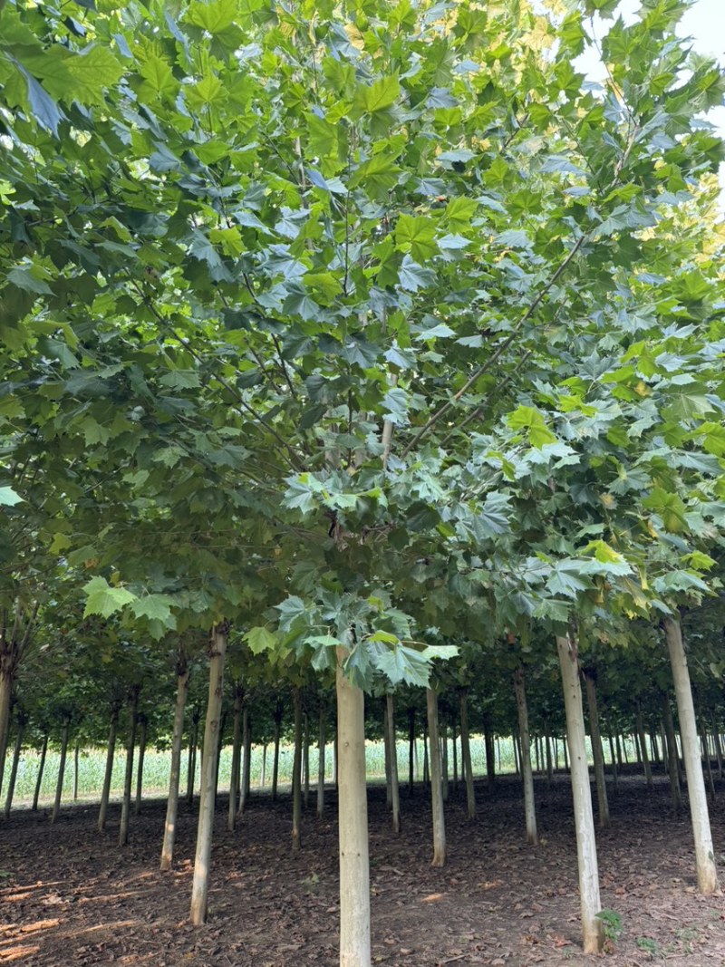 6-30公分法桐量大苗圃直发量大从优悬铃木规格齐全