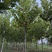 6-30公分法桐量大苗圃直发量大从优悬铃木规格齐全