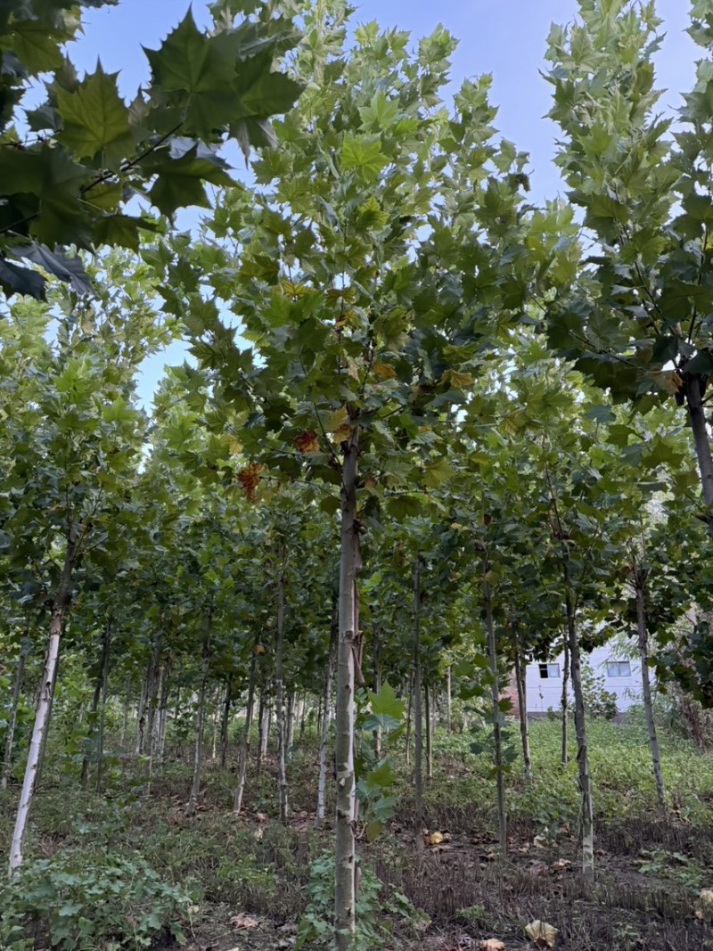 6-30公分法桐量大苗圃直发量大从优悬铃木规格齐全