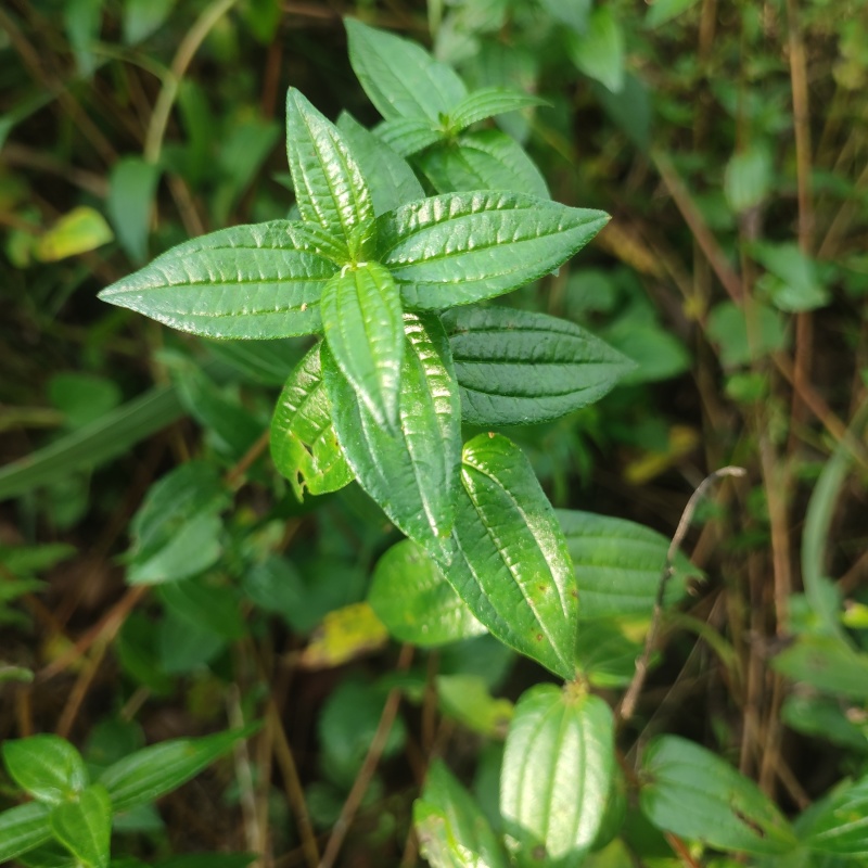 糯米草，糯米藤，雾水葛，糯米团鲜草，根