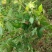 糯米草，糯米藤，雾水葛，糯米团鲜草，根