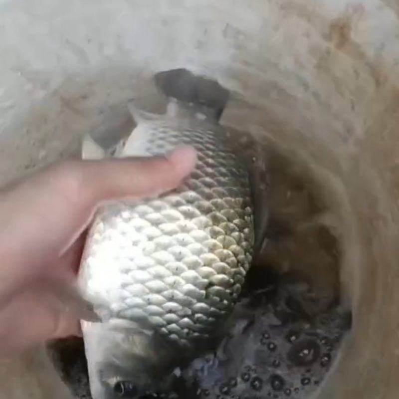 鲫鱼